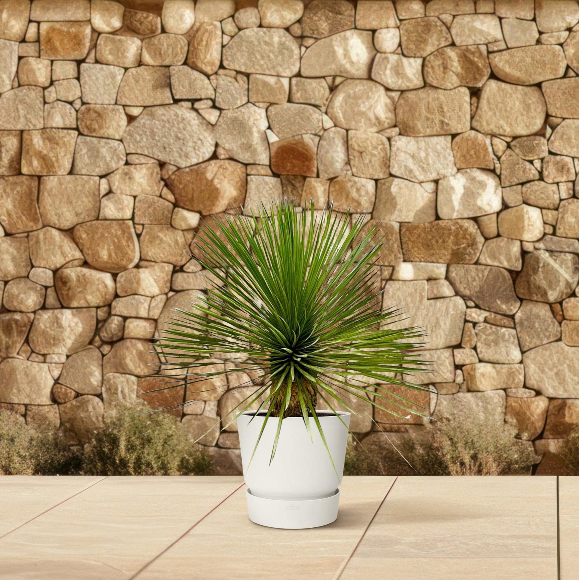 Yucca Rostrata op stam – 70 cm – Ø27 - Botanic-Vibes