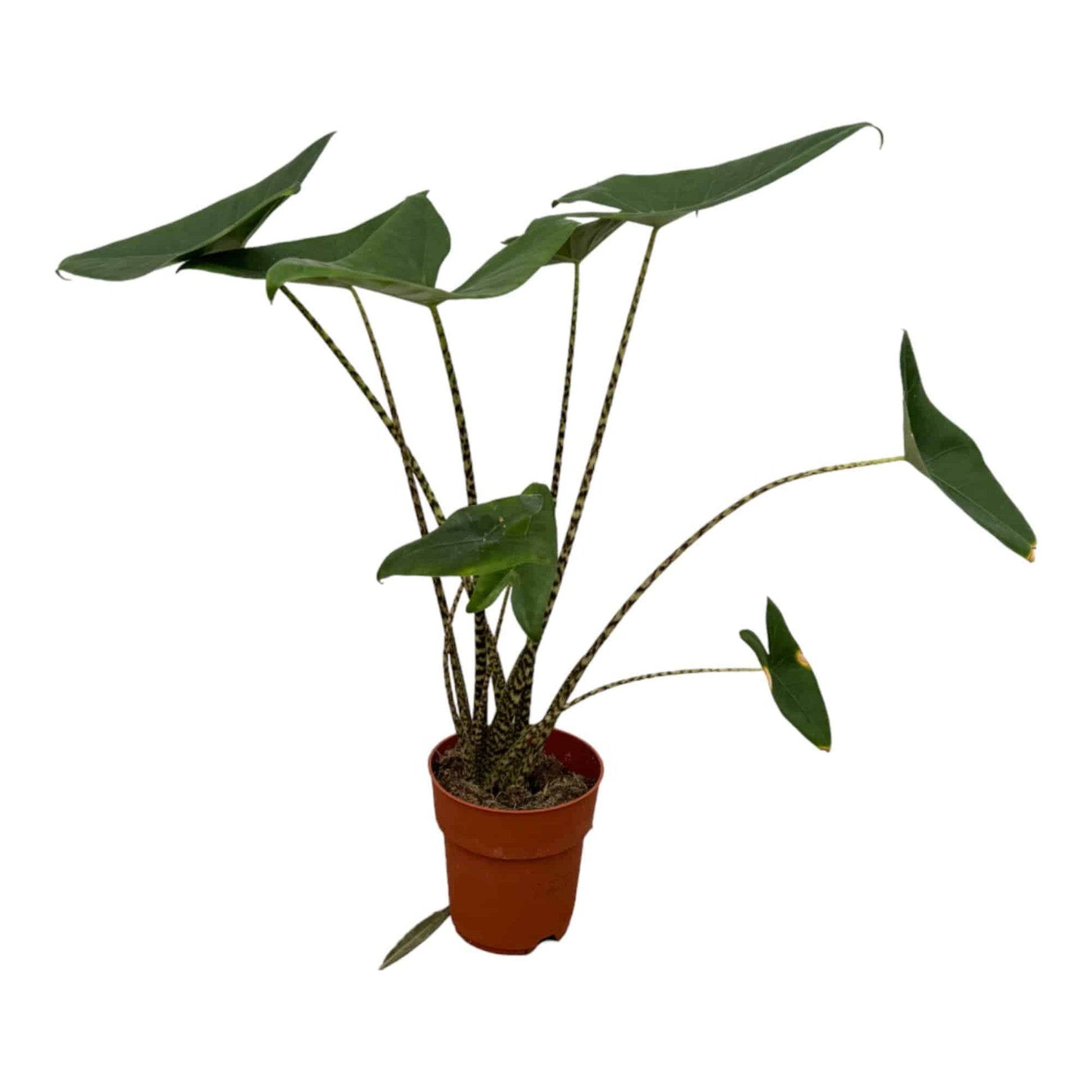 Alocasia Zebrina – 80 cm – Ø21 - Botanic-Vibes