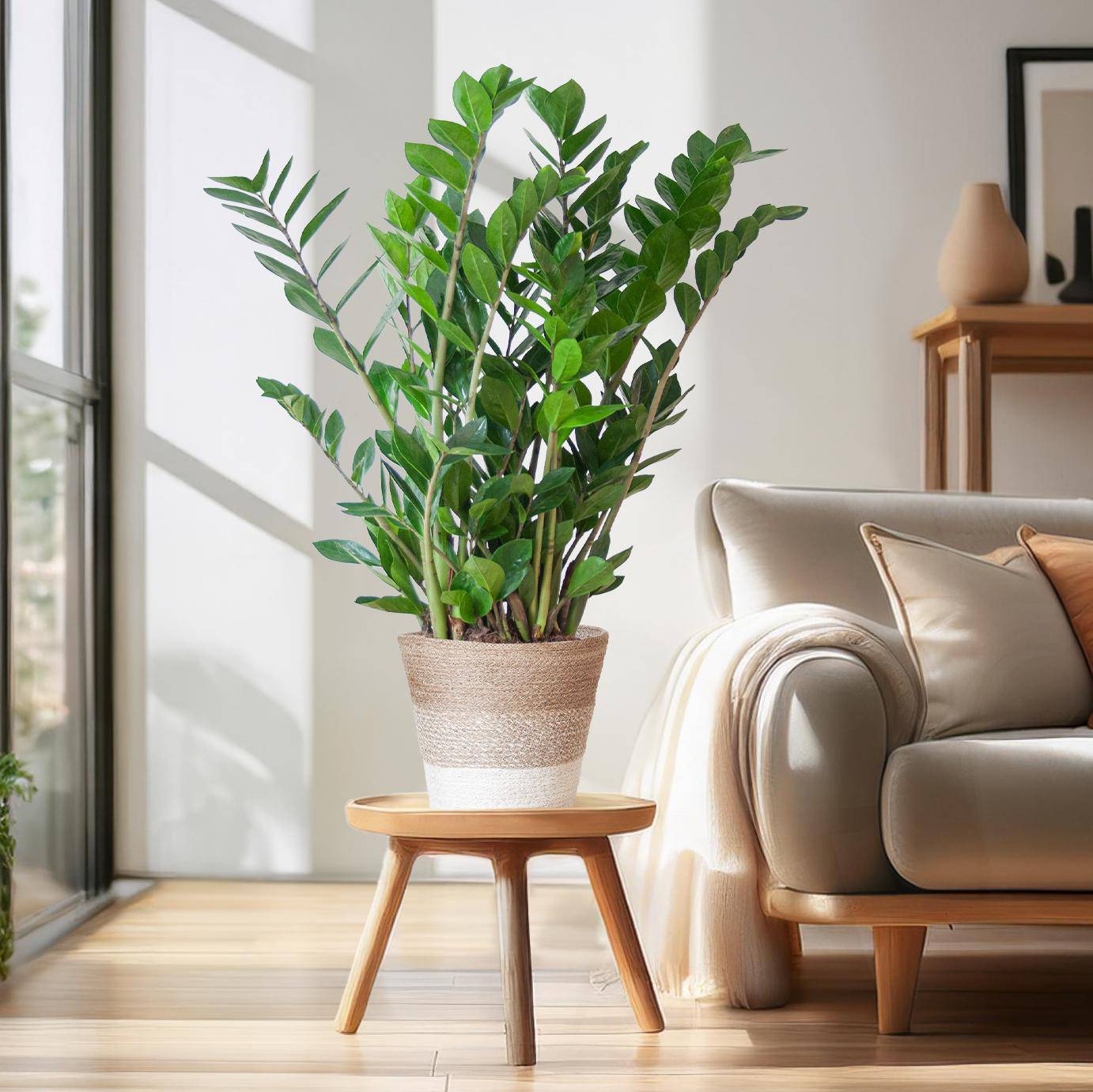 Zamioculcas Zamiifolia mit Pflanzkorb Lissabon weiß  - 80cm - Ø21 - Botanic-Vibes