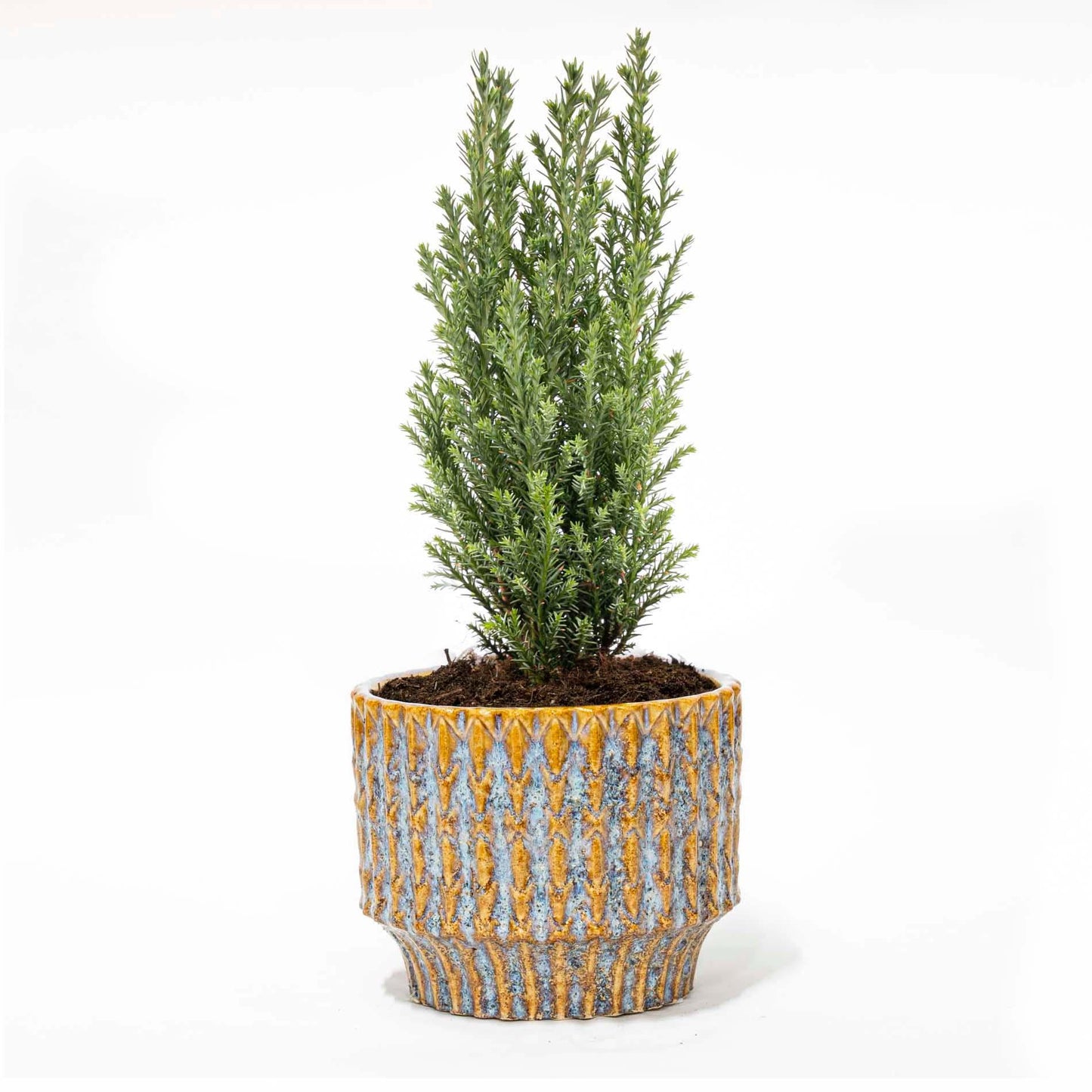 Weihnachtsbaum 'Ellwoodii' + Topf „Echo“ – 25–30 cm hoch