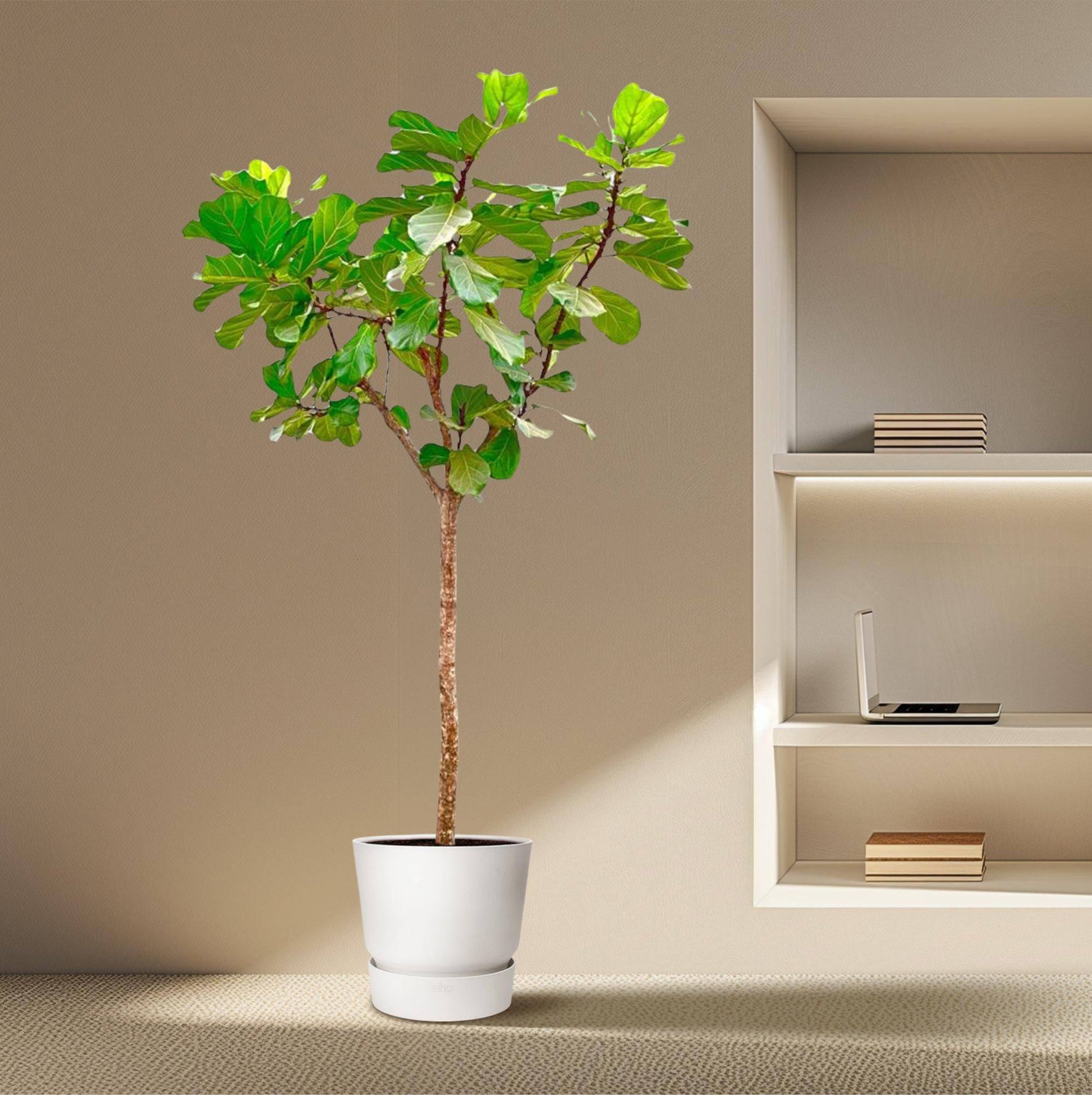 Ficus lyrata Baum XXXL – 270 cm – Ø45 - Botanic-Vibes