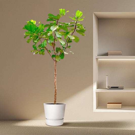Ficus lyrata Baum XXXL – 270 cm – Ø45 - Botanic-Vibes
