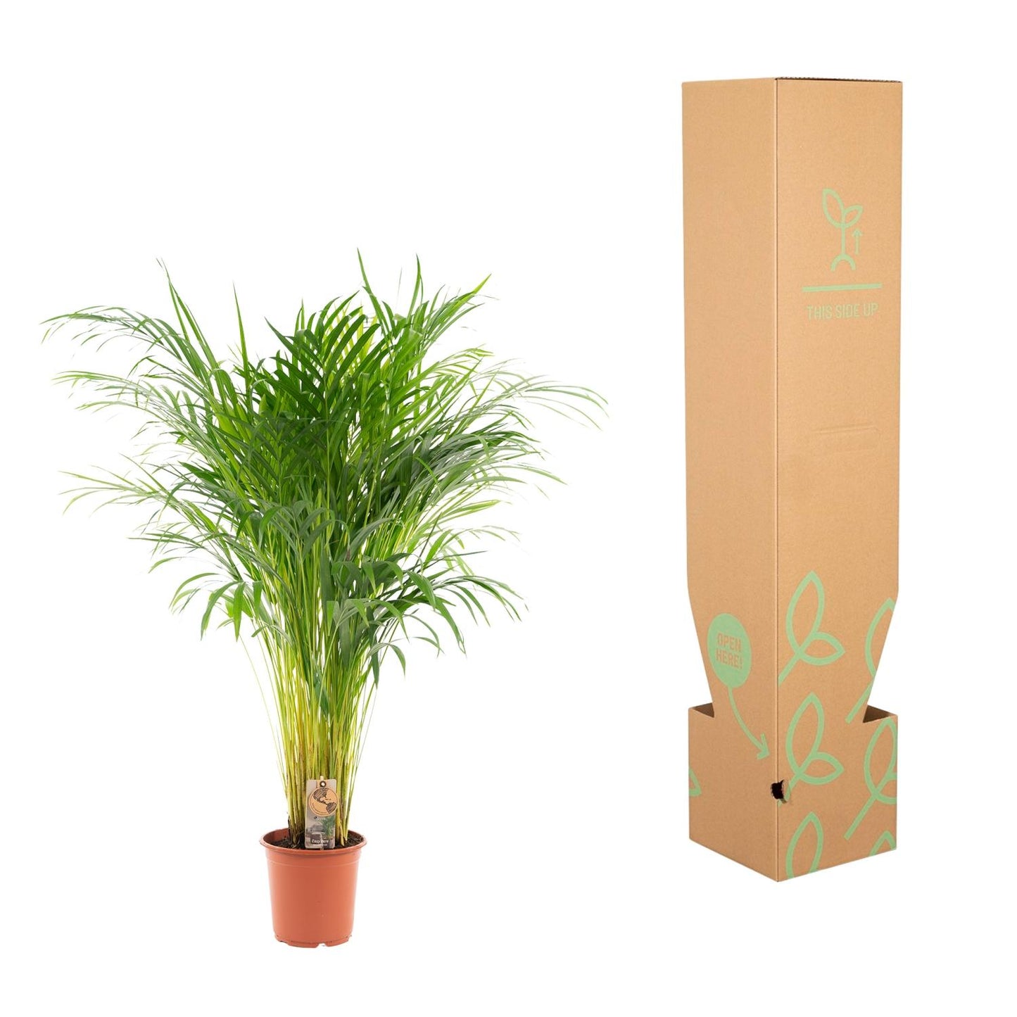 Areca-Palme – Ø21 cm – 110 cm