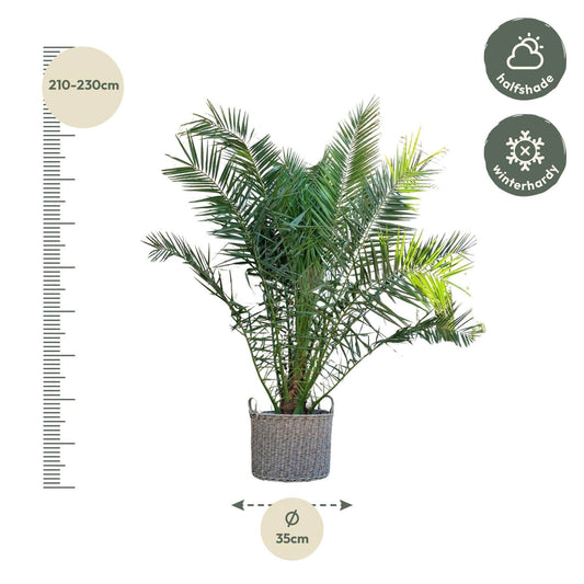 Phoenix canariensis – 300 cm – Ø50 - Botanic-Vibes