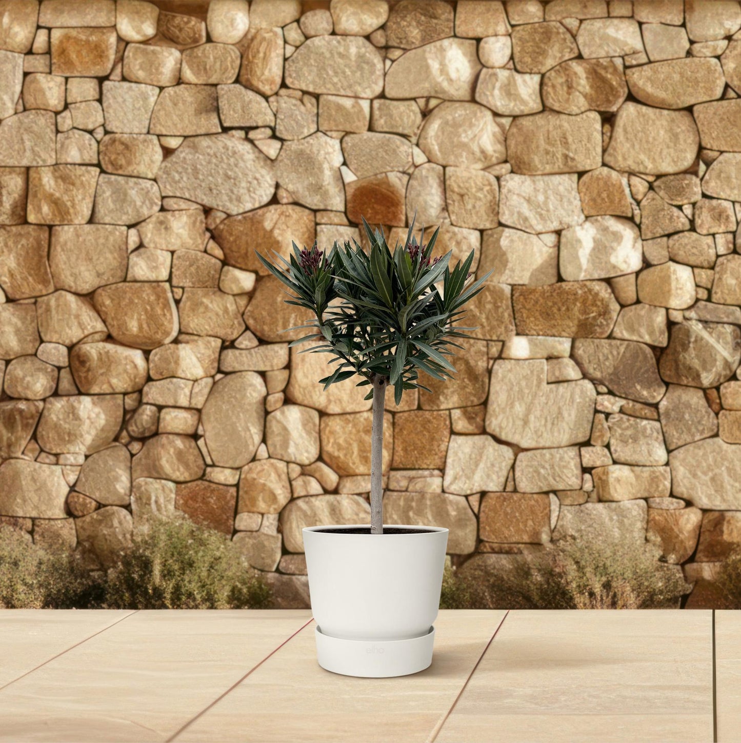 Nerium oleander auf Stamm mit weißer Blüte – 90 cm – Ø19
