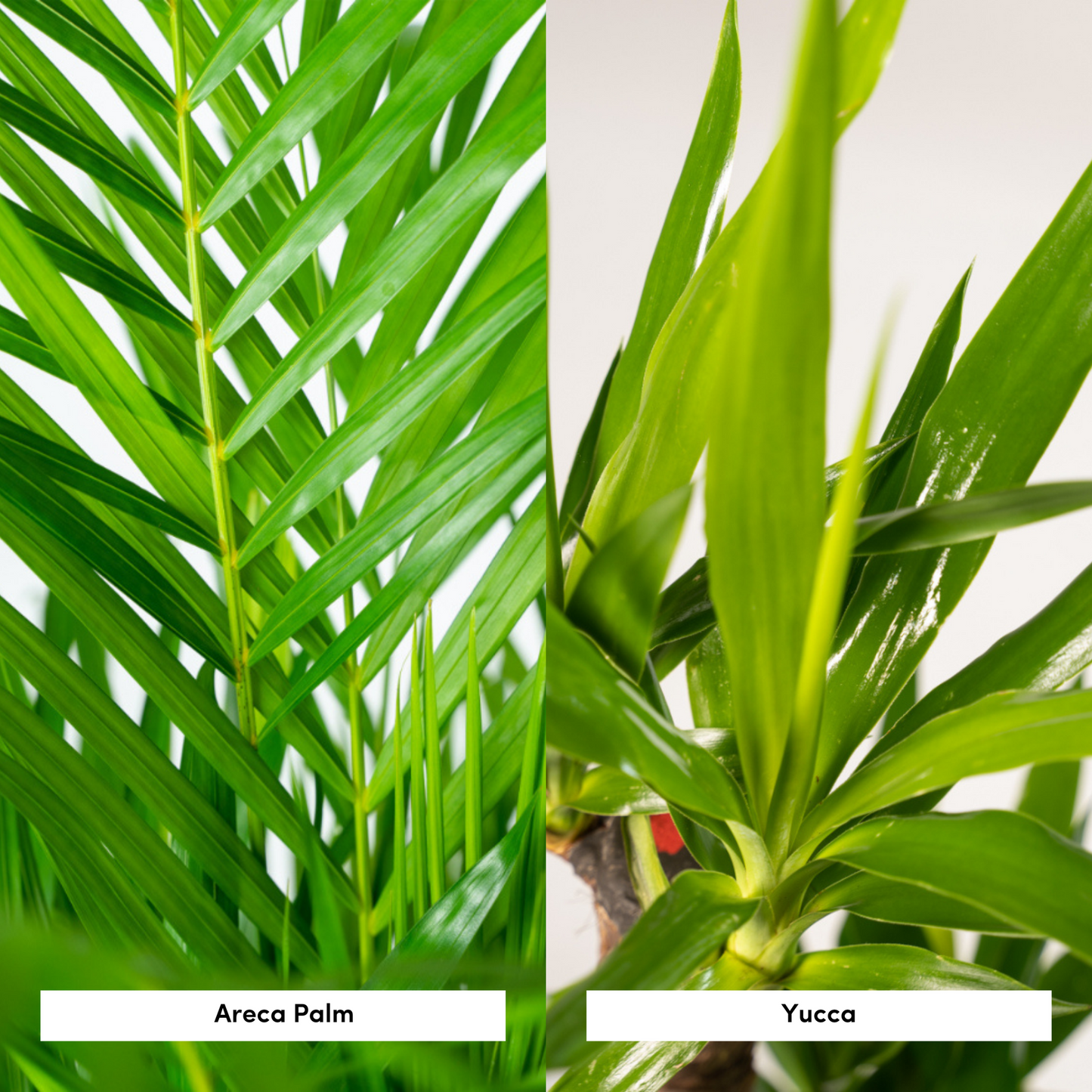 Areca – 130 cm – Ø24 + Yucca – 100 cm – Ø21