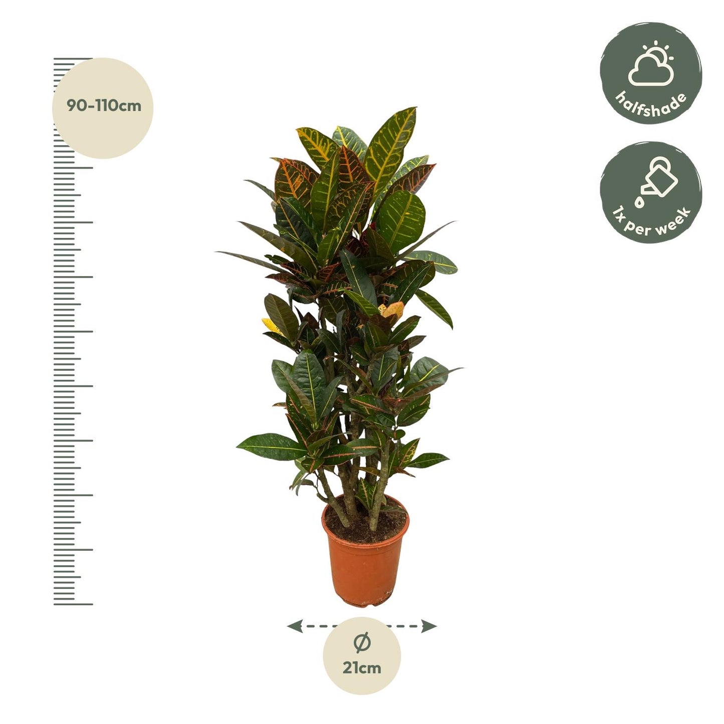 Codiaeum (Croton) Petra verzweigt – 100 cm – Ø21