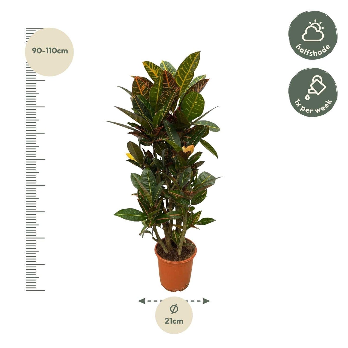 Codiaeum (Croton) Petra verzweigt – 100 cm – Ø21 - Botanic-Vibes