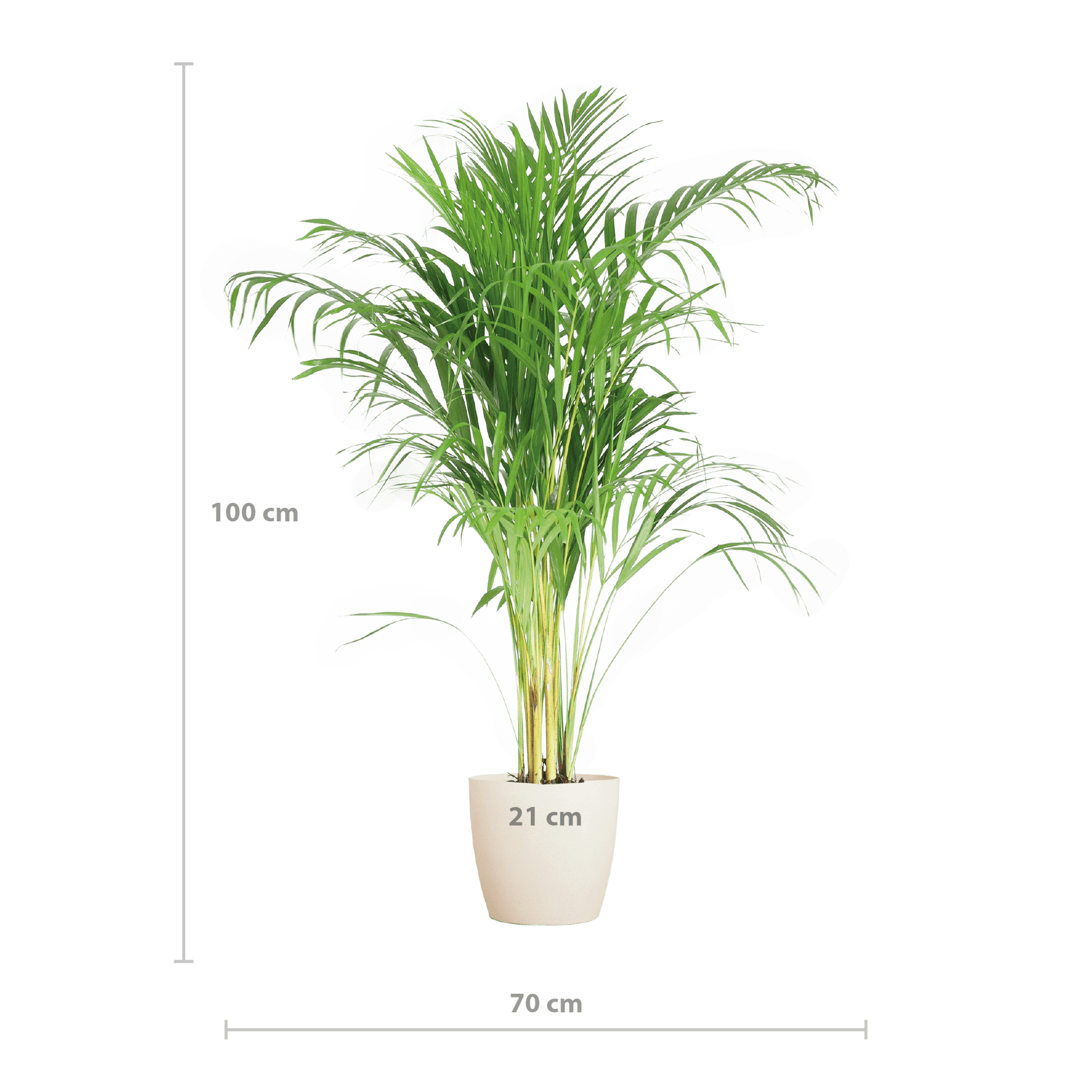 Areca Palm (Dypsis) mit Viber Weiß - 100cm - Ø21 - Botanic-Vibes