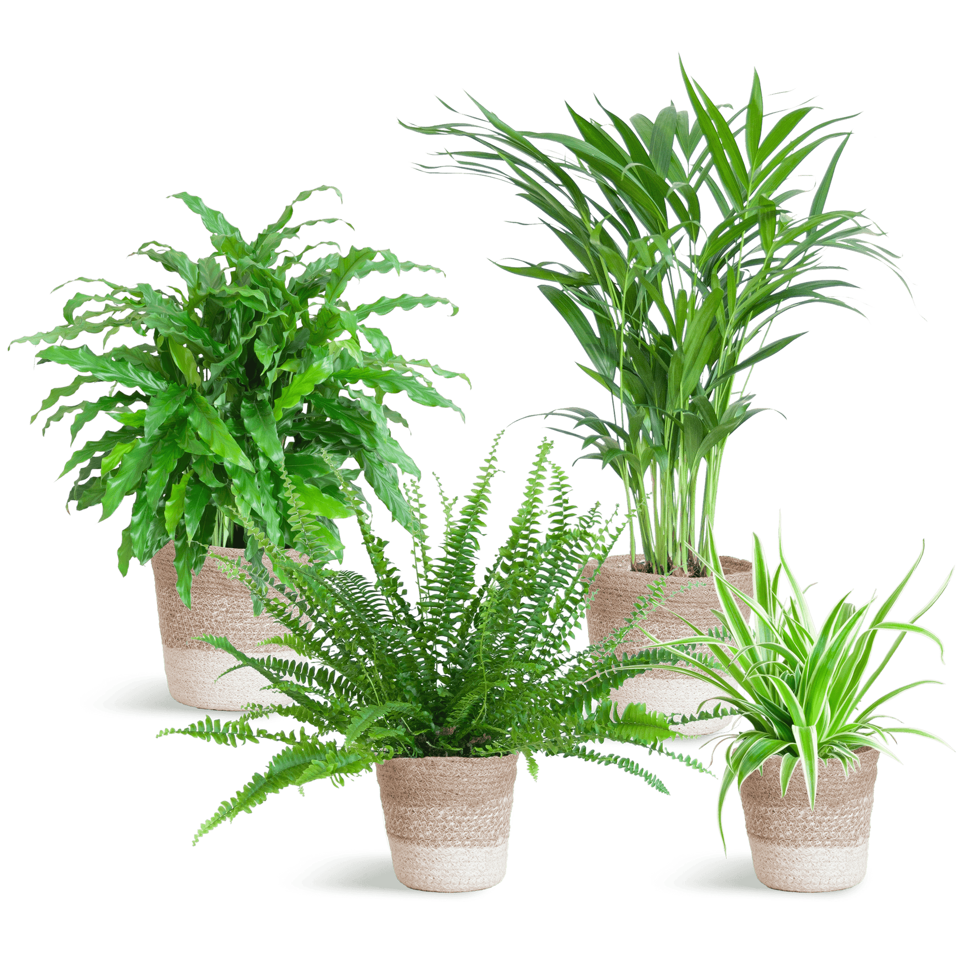 Haustierfreundliches Pflanzenset - Botanic-Vibes