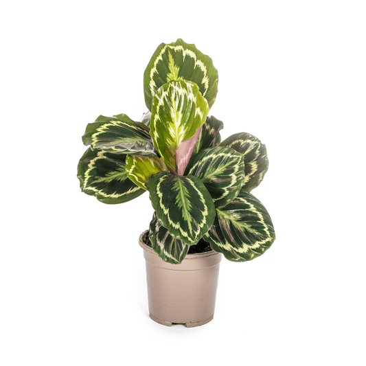 Calathea Medallion Ø17cm - ↕40 - 50cm - Botanic-Vibes