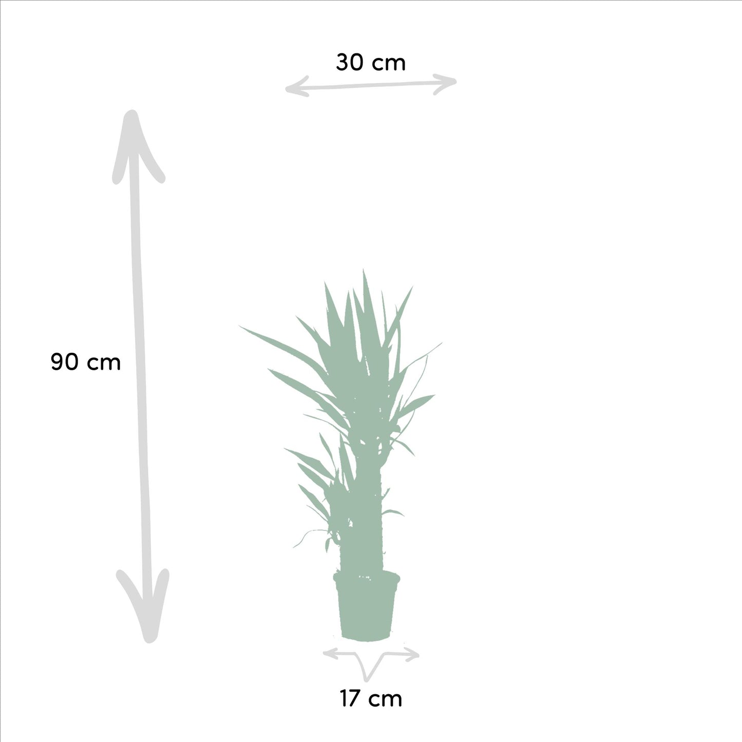 2x Yucca – 90cm – Ø17cm