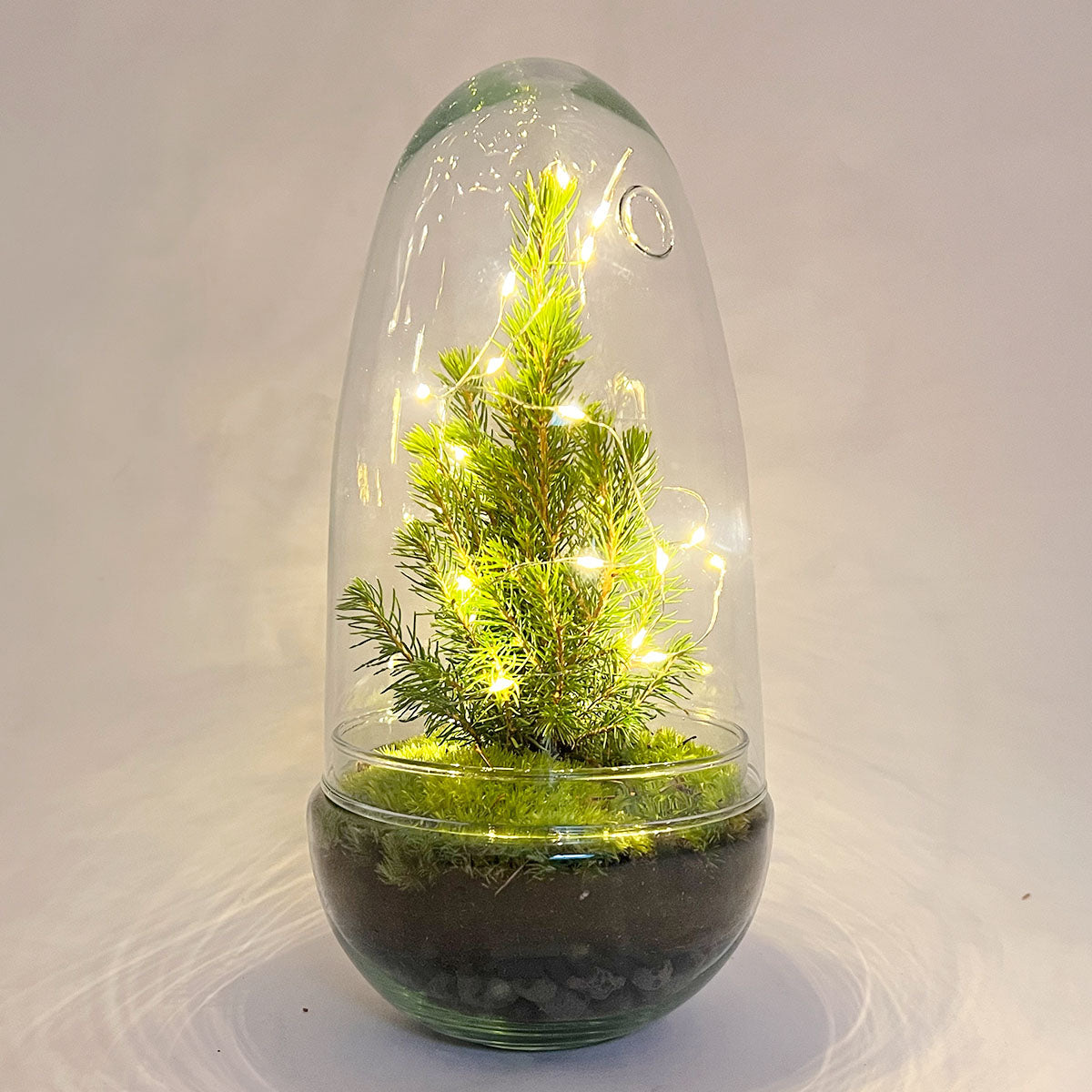 Egg Christmas - Plant Terrarium With Christmas Tree And Lighting - ↑ 25 Cm