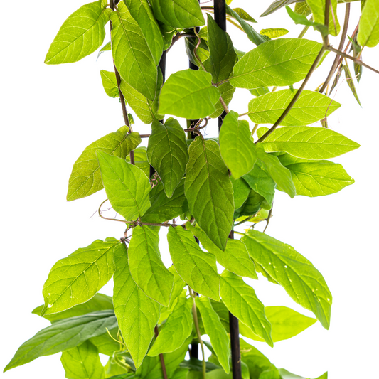 4x Cobea scandens Violet Blue Ø13 cm - ↕60 cm - Botanic-Vibes