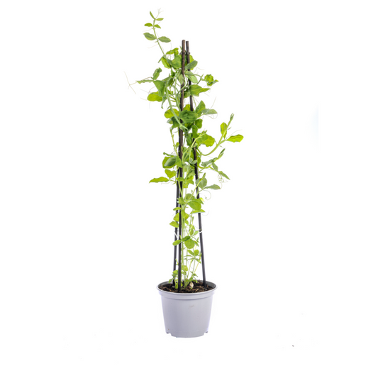 4x Lathyrus odoratus Ø13 cm - ↕60 cm - Botanic-Vibes