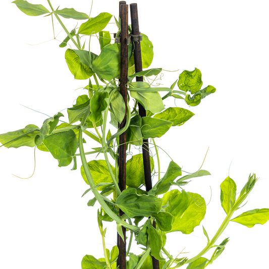 4x Lathyrus odoratus Ø13 cm - ↕60 cm - Botanic-Vibes