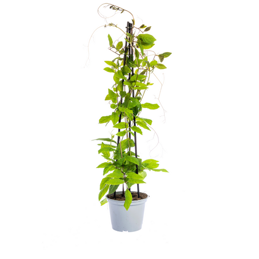 4x Mix aus Kletterpflanzen: Rhodochiton, Cobea, Lathyrus & Ipomoea Ø13 cm - ↕60 cm - Botanic-Vibes