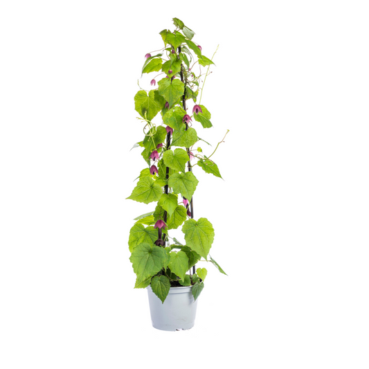 4x Rhodochiton atrosanguineum Purple Bells Ø13 cm - ↕60 cm - Botanic-Vibes
