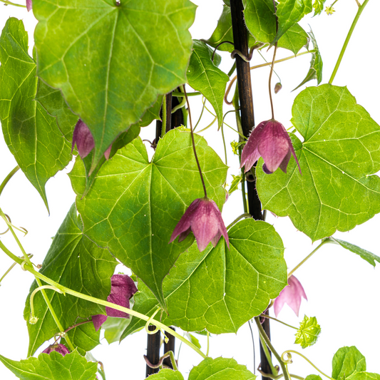 4x Rhodochiton atrosanguineum Purple Bells Ø13 cm - ↕60 cm - Botanic-Vibes