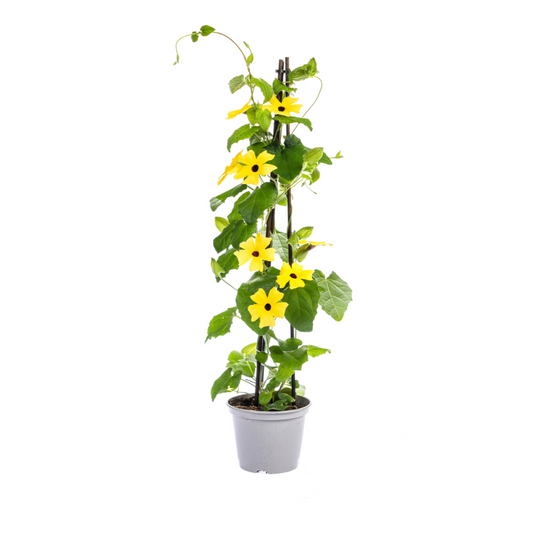 4x Thunbergia alata Sunny Susy Mix Ø13 cm - ↕60 cm - Botanic-Vibes