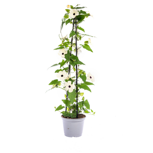 4x Thunbergia alata Sunny Susy Mix Ø13 cm - ↕60 cm - Botanic-Vibes