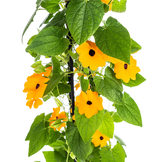 4x Thunbergia alata Sunny Susy New Orange Ø13 cm - ↕60 cm - Botanic-Vibes