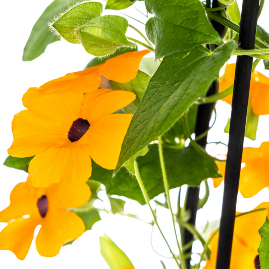 4x Thunbergia alata Sunny Susy New Orange Ø13 cm - ↕60 cm - Botanic-Vibes