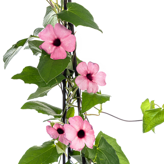 4x Thunbergia alata Sunny Susy Rose Sensation Ø13 cm - ↕60 cm - Botanic-Vibes