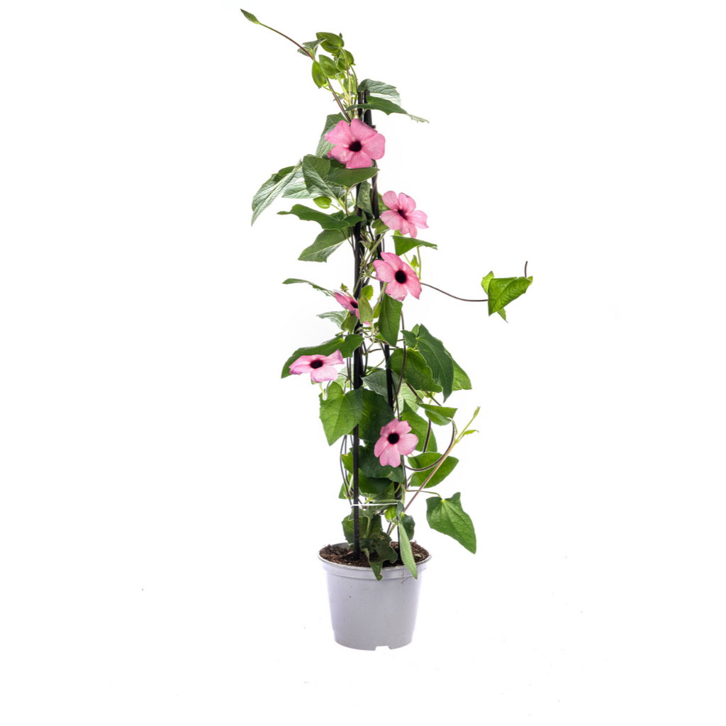 4x Thunbergia alata Sunny Susy Rose Sensation Ø13 cm - ↕60 cm - Botanic-Vibes