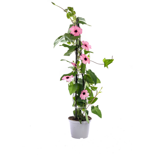 4x Thunbergia alata Sunny Susy Rose Sensation Ø13 cm - ↕60 cm - Botanic-Vibes