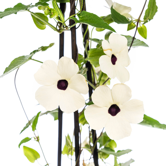 4x Thunbergia alata Sunny Susy White Ø13 cm - ↕60 cm - Botanic-Vibes
