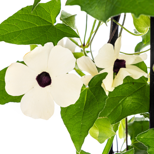 4x Thunbergia alata Sunny Susy White Ø13 cm - ↕60 cm - Botanic-Vibes