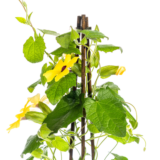 4x Thunbergia alata Sunny Susy Yellow Ø13 cm - ↕60 cm - Botanic-Vibes