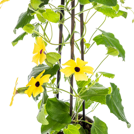 4x Thunbergia alata Sunny Susy Yellow Ø13 cm - ↕60 cm - Botanic-Vibes