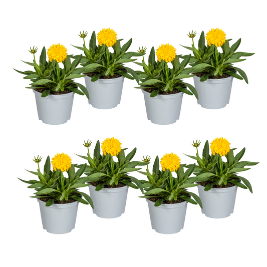 8x Coreopsis Grandiflora Ø13cm - ↕25 - 35cm - Botanic-Vibes