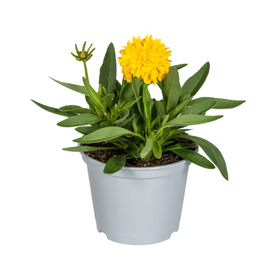 8x Coreopsis Grandiflora Ø13cm - ↕25 - 35cm - Botanic-Vibes