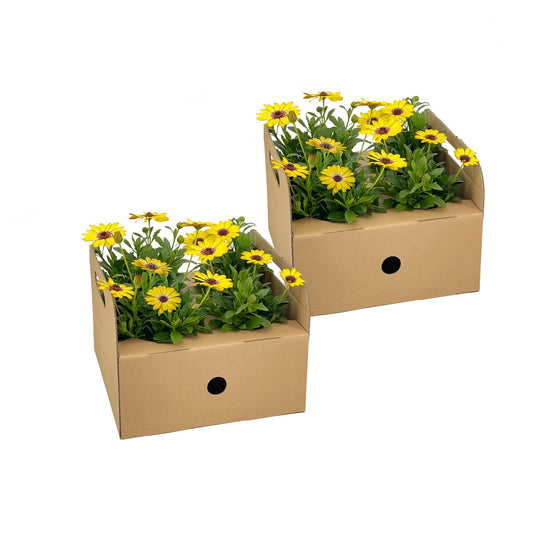 8x Osteospermum ecklonis Gelb Ø12 cm - ↕20 cm - Botanic-Vibes