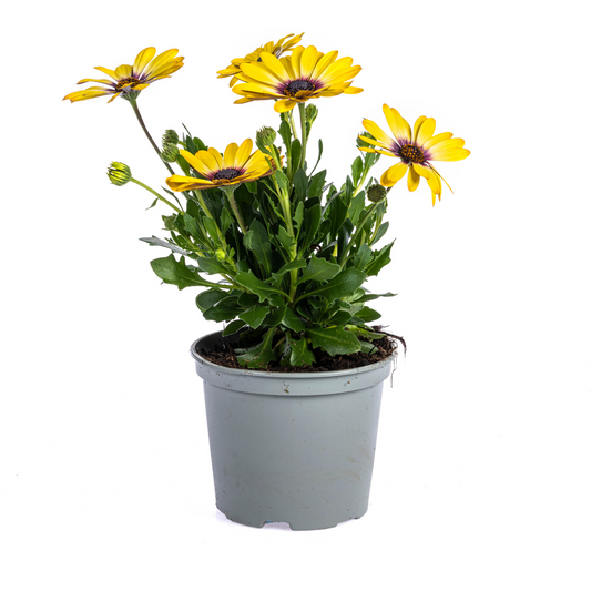 8x Osteospermum ecklonis Gelb Ø12 cm - ↕20 cm - Botanic-Vibes