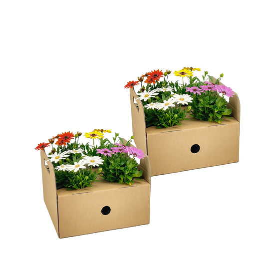 8x Osteospermum ecklonis Mix Ø12 cm - ↕20 cm - Botanic-Vibes