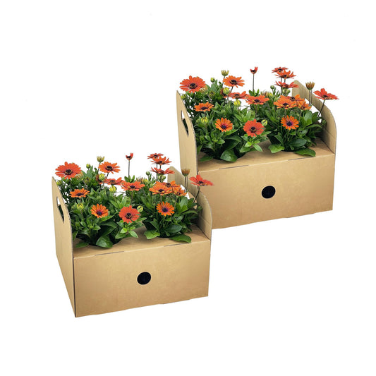 8x Osteospermum ecklonis Orange Ø12 cm - ↕20 cm - Botanic-Vibes