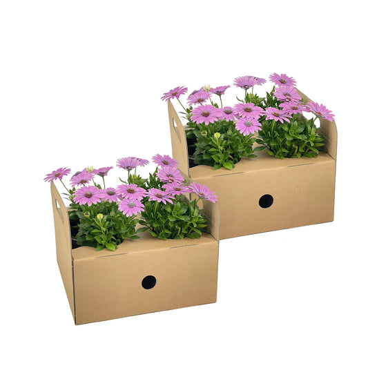 8x Osteospermum ecklonis Pink Ø12 cm - ↕20 cm - Botanic-Vibes