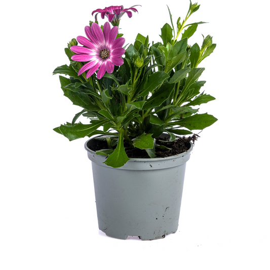 8x Osteospermum ecklonis Pink Ø12 cm - ↕20 cm - Botanic-Vibes