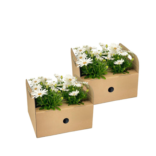 8x Osteospermum ecklonis Weiß Ø12 cm - ↕20 cm - Botanic-Vibes