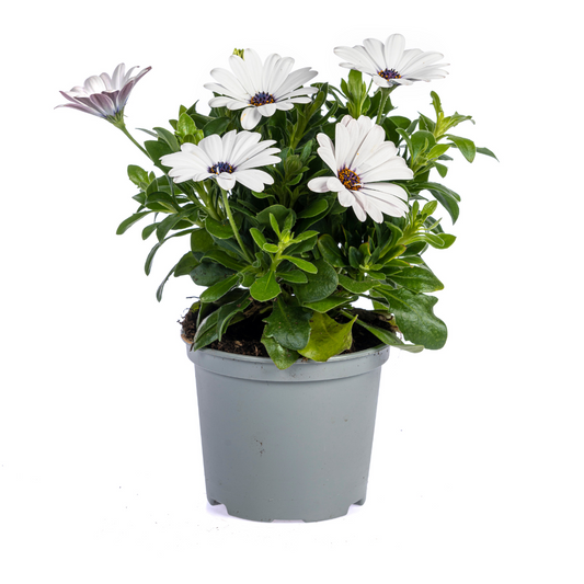 8x Osteospermum ecklonis Weiß Ø12 cm - ↕20 cm - Botanic-Vibes