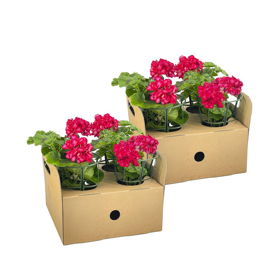 8x Pelargonium peltatum Mexica Ruby Ø12 cm - ↕20 cm - Botanic-Vibes