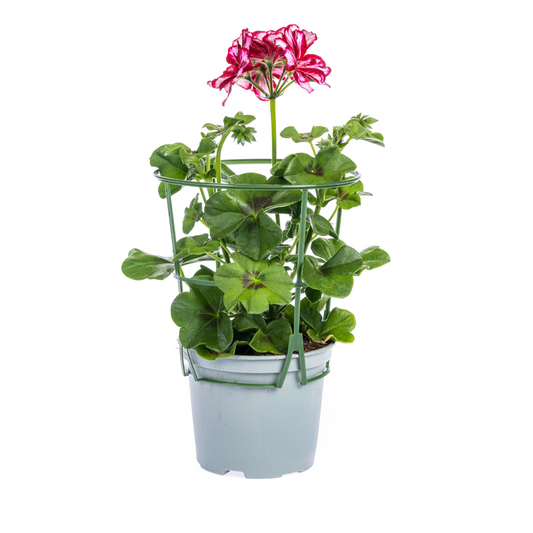 8x Pelargonium peltatum Mexica Ruby Ø12 cm - ↕20 cm - Botanic-Vibes