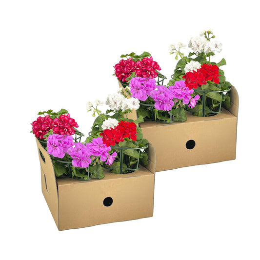 8x Pelargonium peltatum Mix Ø12 cm - ↕20 cm - Botanic-Vibes