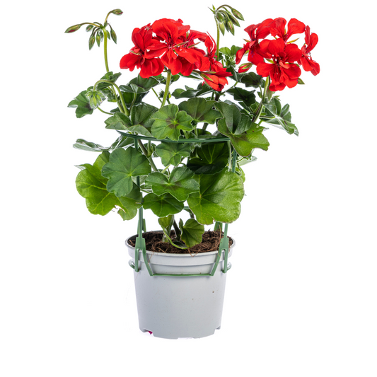 8x Pelargonium peltatum Rot Ø12 cm - ↕20 cm - Botanic-Vibes