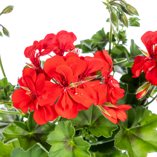 8x Pelargonium peltatum Rot Ø12 cm - ↕20 cm - Botanic-Vibes