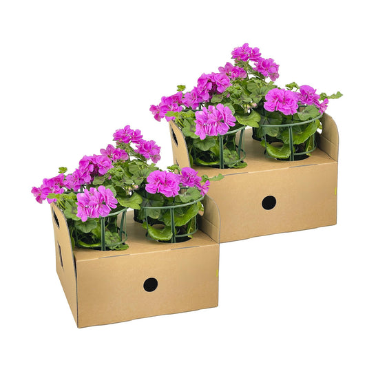 8x Pelargonium peltatum Violet Ø12 cm - ↕20 cm - Botanic-Vibes
